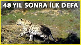 Anadolu Parsı, Ayak İzi Ve Tüyünden Tespit Edildi