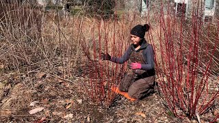 Gardener's Almanac: March 1  Rejuvenate Shrubby Dogwoods