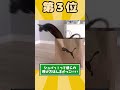 ネッコ動画！！ #2ch動物スレ #2ch #動物