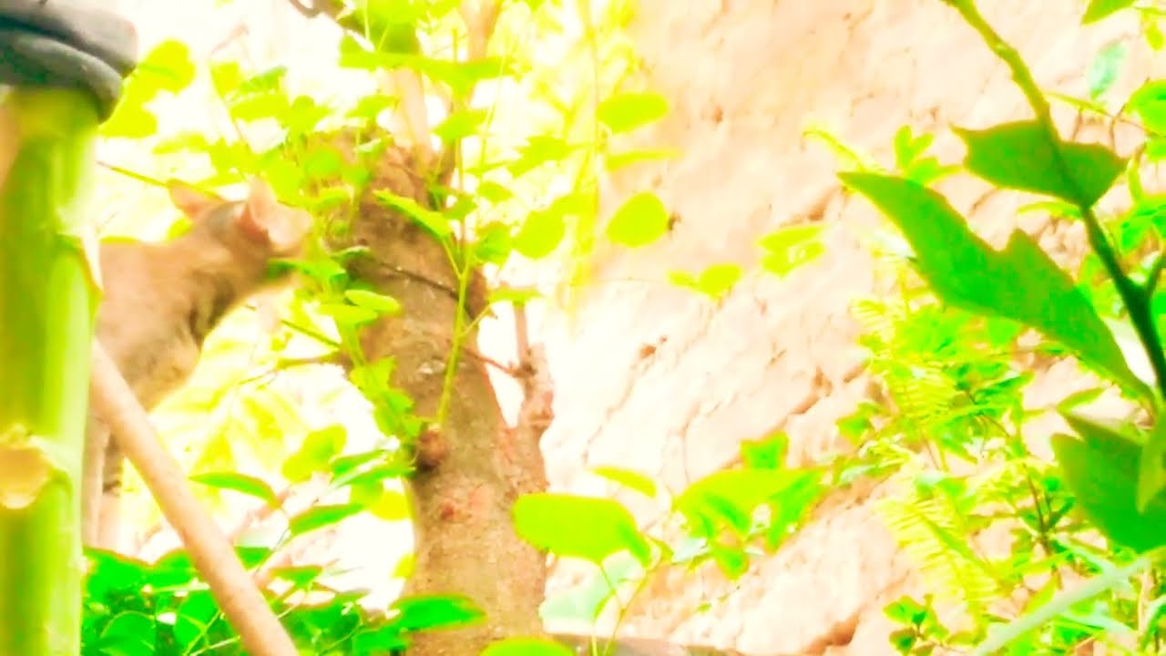 my cat is eating mulberry leaves i don't know why it is eating?Cutescat 🌿😸💞 YouTube