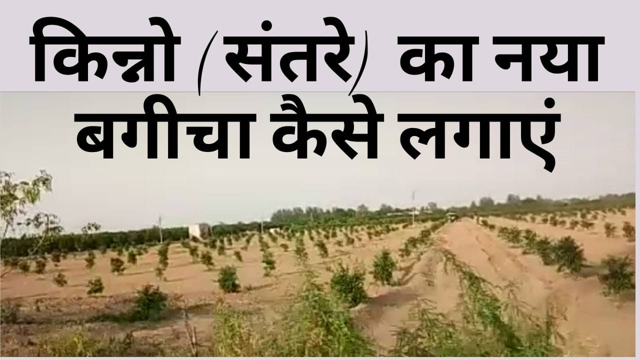 Kinnow (Citrus Fruit) Cultivation-New Orchard Plantation/किन्नो ( सिटर्स) का नया बगीचा कैसे लगाएं.