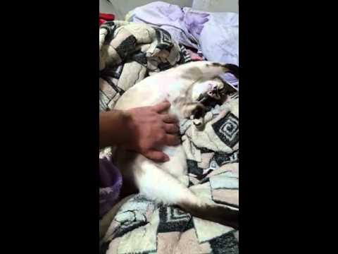 VID 20150822 WA0000