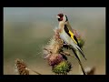 اهداء لكل عاشق صوت الحسون اهداء لكل عاشق صوت الحسون