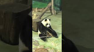 Tuan Tuan U0026 Yuan Yuan 01