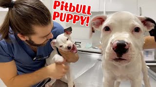 CRAZY PITBULL PUPPY! Naughty Boy Attacks My Hand! #TheVet