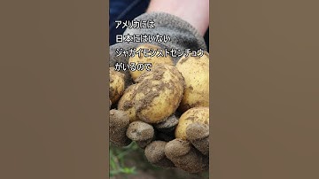 カルビーだけアメリカ産じゃがいもを輸入できるワケとは　#お金 #ポテチ #ポテトチップス #ポテト #農業