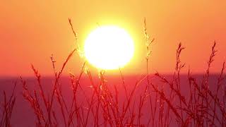 Sunrise Through Tall Grass Royalty Free HD Stock Footage