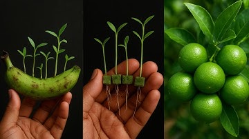 🍋 Grow Lemon Tree FAST Using Banana Fruit | Unique Skill Hack 🌱