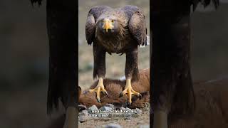 The Eagle's Aerial Slam: How They Use Momentum to Crush Mountain Goats