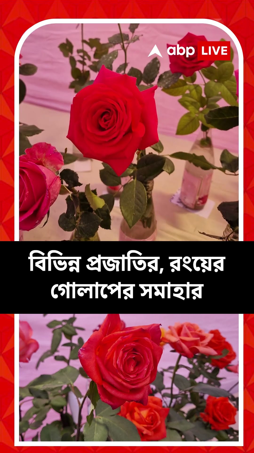 শহরে জমজমাট গোলাপের মেলা