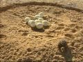 حكاية مكان محازة الصيد 