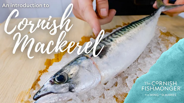 An introduction to Cornish Mackerel