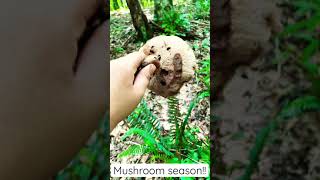 Mushroom Foraging: Bitter Bolete