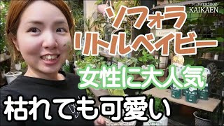ソフォラリトルベイビー　枝がカクカク　めちゃくちゃ可愛い　女性に人気　風が好き　オススメ植物　枯れても可愛い【おうちでガーデニング】開花園チャンネル