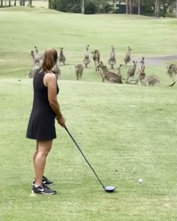 Kangaroos mob golfer in Australia 🦘🇦🇺 | Wendy Woo Golf