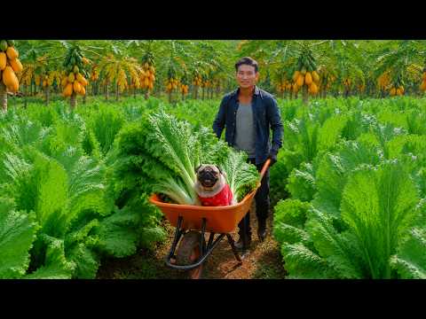 Harvest Bitter Mustard Greens -Sell At Market - Cook Delicious Dishes - Daily Working Life On Farm