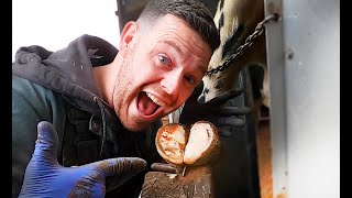 ROUTINELY TRIMMING COWS FEET ... BORINGLY well kept cows! | The Hoof GP thumbnail