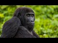 Discover the World's Only Sanctuary for Eastern Lowland Gorillas!
