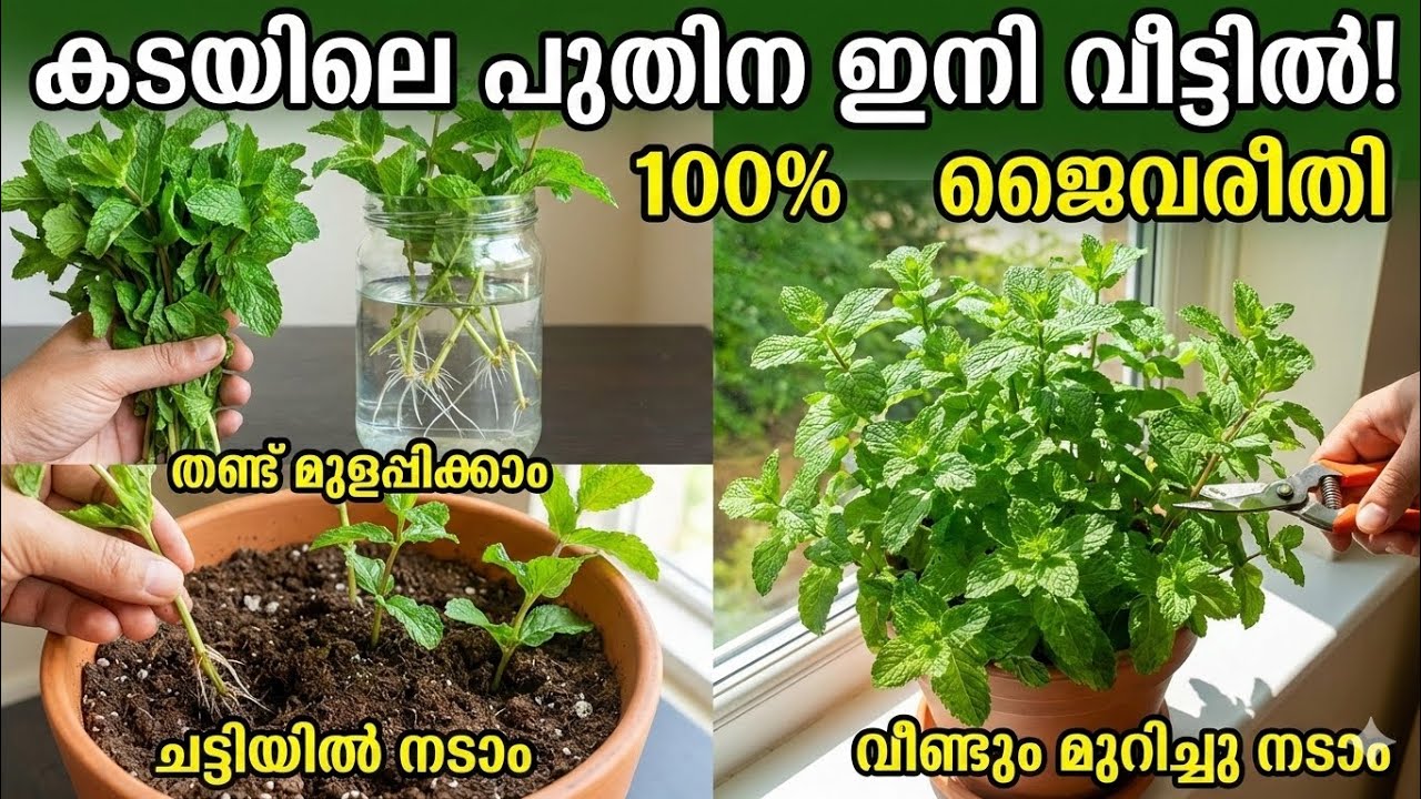 കടയിൽ നിന്നും വാങ്ങുന്ന പുതിന ഇനി കളയണ്ട!വീട്ടിൽ കാടു പോലെ വളർത്താം 