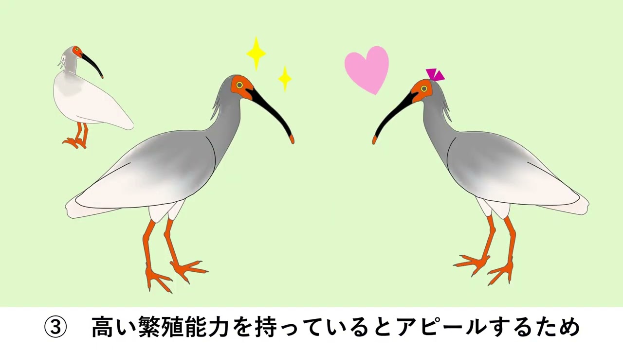 トキの羽色変化 - YouTube