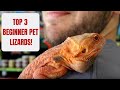 BEST 3 Beginner Pet Lizards!