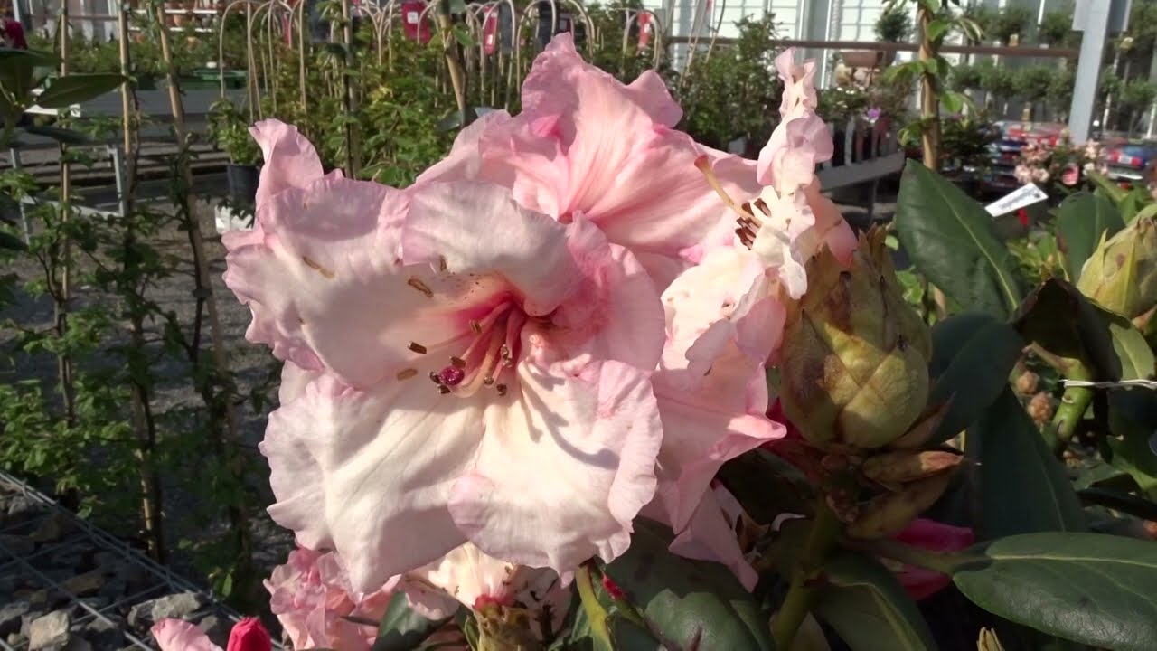 Rhododendron (T) 'Virginia Richards'