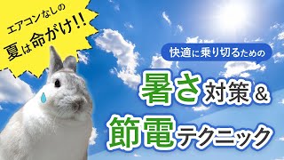 【うさぎの暑さ対策】夏のエアコンなしは熱中症のリスクエアコンと併用した節電テクニック暑さ対策のポイント