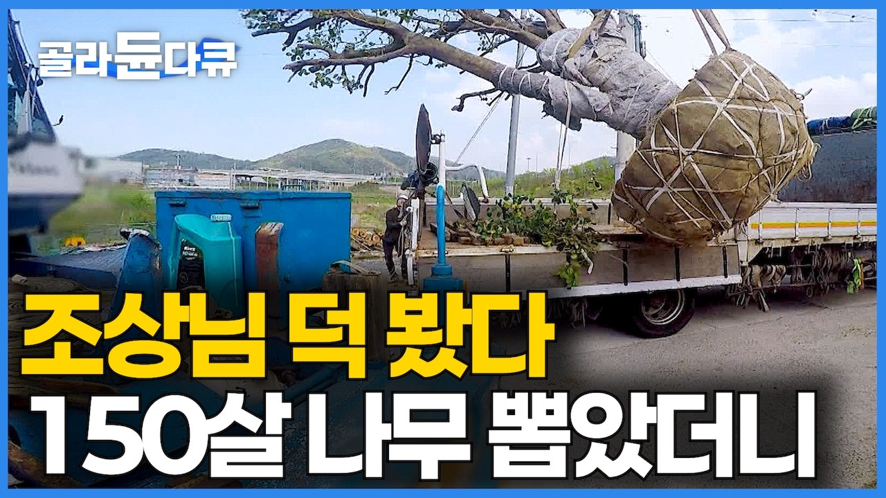 비싼 건 한 그루에 수천만 원. 집 뒤에 심어놓은 평범한 나무 한 그루 나 혼자 보기 아까워 뽑아서 팔았더니｜조상님 덕 봤다｜상상하지 못한 대형 나무의 가격｜극한직업｜#골라듄다큐