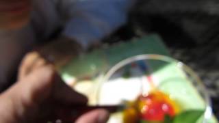 Eating Under Sunshine - Mango Sorbert With Coulis De Fraises And Backyard Produce