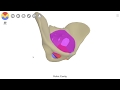 3D Tour of the Pelvic Floor
