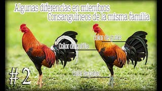 Diferencias Entre Aves De Las Misma Familia
