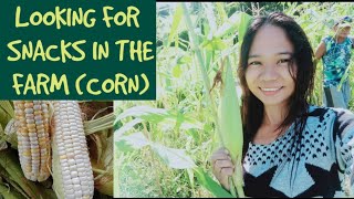 Looking For Snacks In The Farm Corn