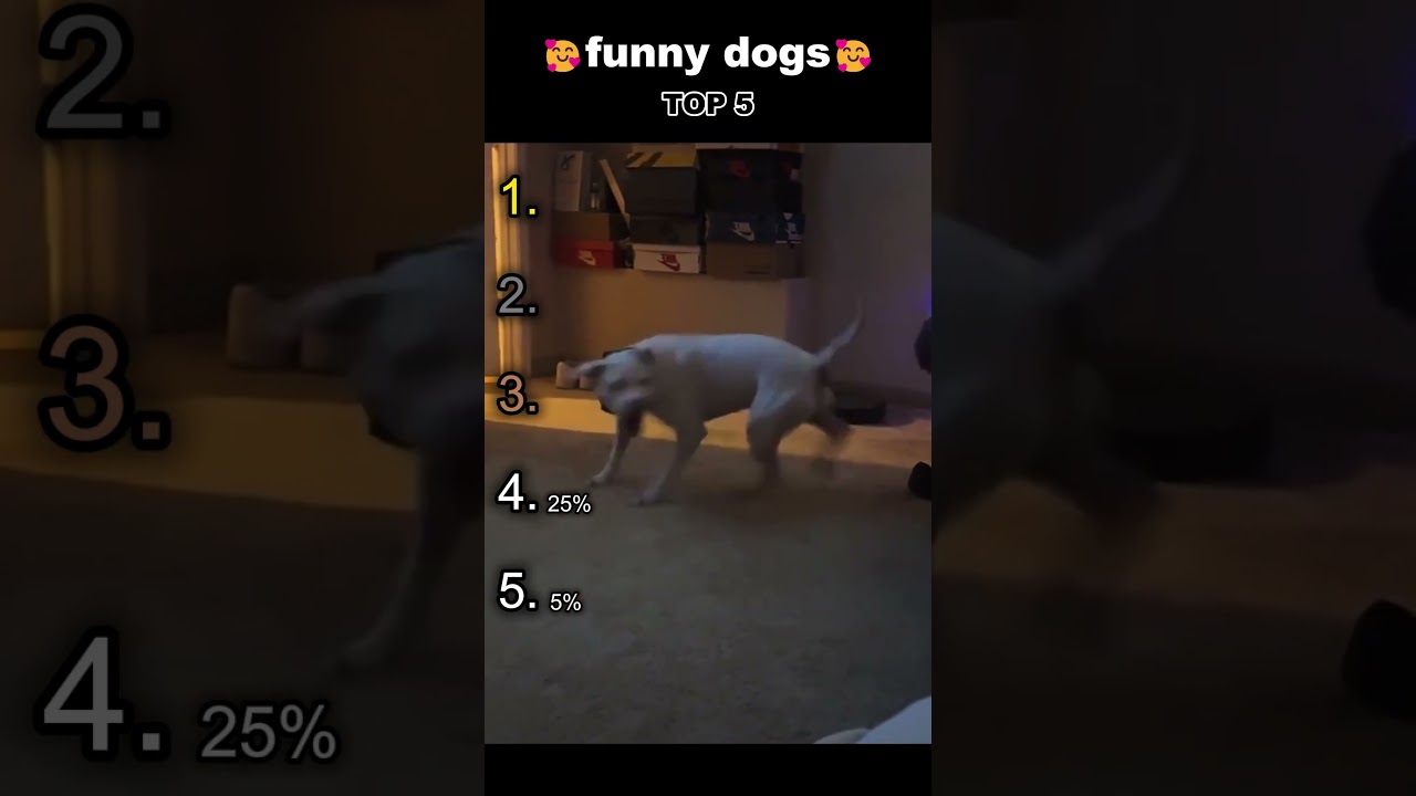 funny dogs#dog #funny #funnyanimals #funnypets #animals #dogsofttiktok #pet #foryou #longervideos