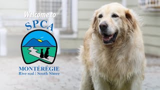 Welcome to SPCA Montérégie