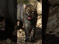 Jaguarundi || The cat Weasel!