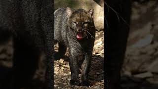 Jaguarundi || The cat Weasel!