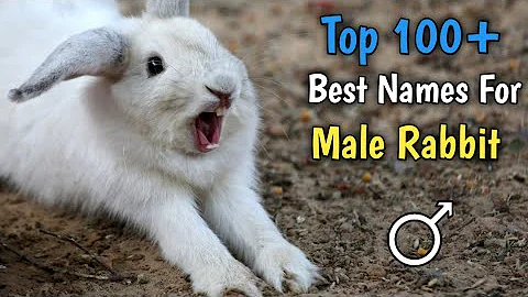 Rabbit Names | Top 100 Best Names of Male Rabbit | Rabbit Boy Names #rabbitnames #bunnynames