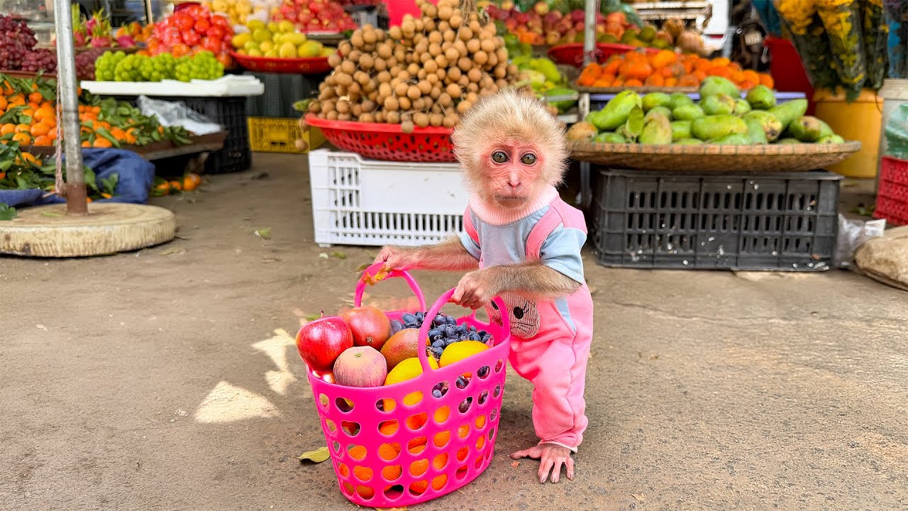 Baby Monkey Yuli is taken to the market by Dad to buy fruit to nourish sick YoYo Jr