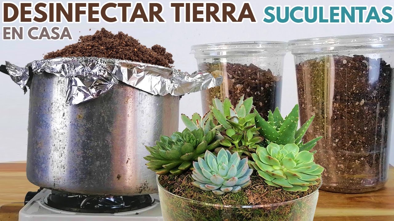 desinfectar tierra suculentas en casa  DONSUCULENTO