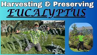 Harvesting and Preserving Eucalyptus.