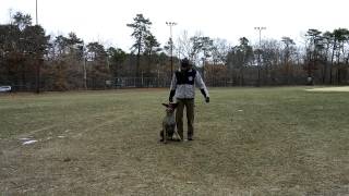 Loki heelwork from right and left sides