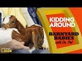 Understanding Boer Goats and Their Characteristics