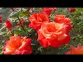 Where To Plant A Rose In The Sun Or In The Shade Shade Tolerant Roses From My Experience