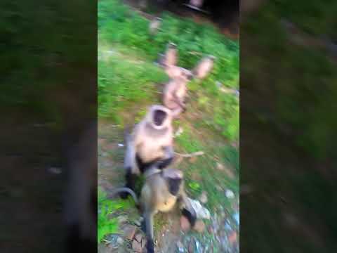 How to make happy time with monkey | Crowd monkey eating biscuits | wildlife monkey video|#SHORTS|