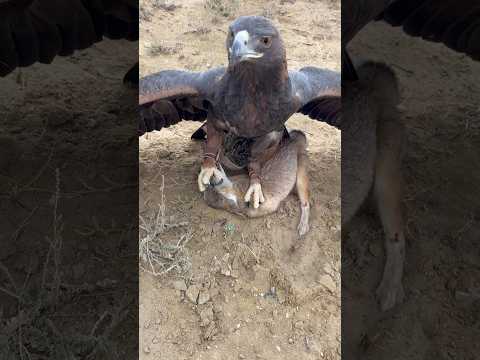 Eagle Catches a Fox 🦅🦊 | Natural Wildlife Moment