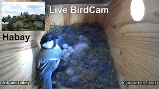 Live Birds 2024  BirdCam Habay