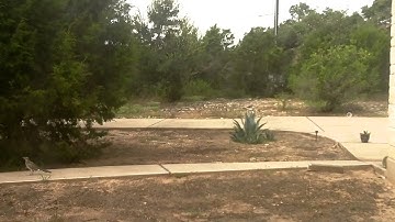 pikrellcam motion example - pre/post capture time demo