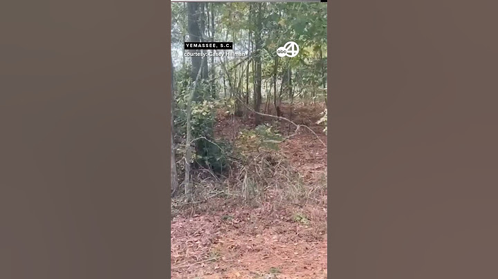 Escaped monkeys from a research center spotted in woods in Yemassee, South Carolina
