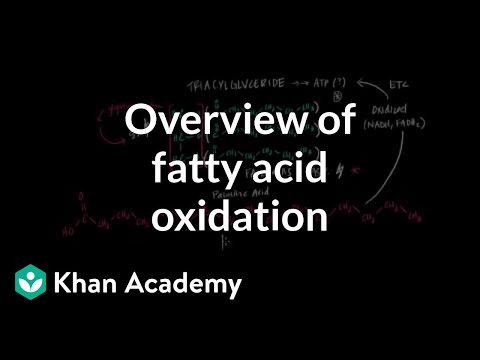Overview of Fatty Acid Oxidation