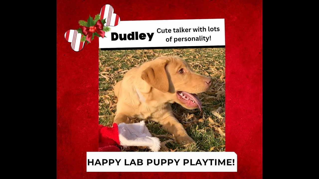 PLAYFUL, FUNNY Yellow Lab Puppy Playing with a Christmas Stocking He's for sale! YouTube